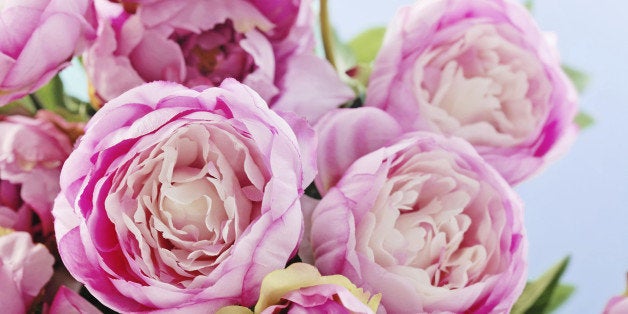 Pink peony flowers on blue background