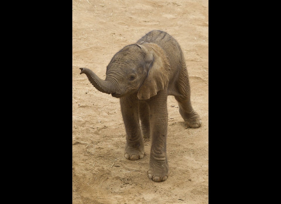 Baby Elephant San Diego Zoo