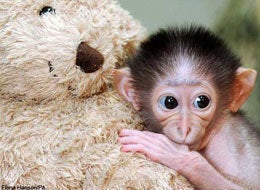 Baby monkey teddy online