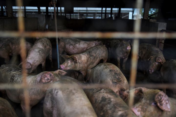 Pigs stand in a pen at a farm in Ayden, North Carolina, U.S., on Wednesday, Sept. 12, 2018.