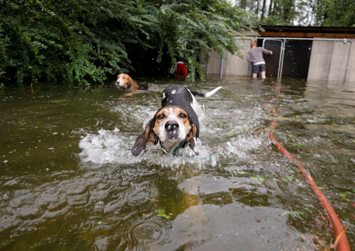 Panicked dogs that were left caged by an owner who fled rising floodwaters in the aftermath of Hurricane Florence swim free after their release in Leland, North Carolina.