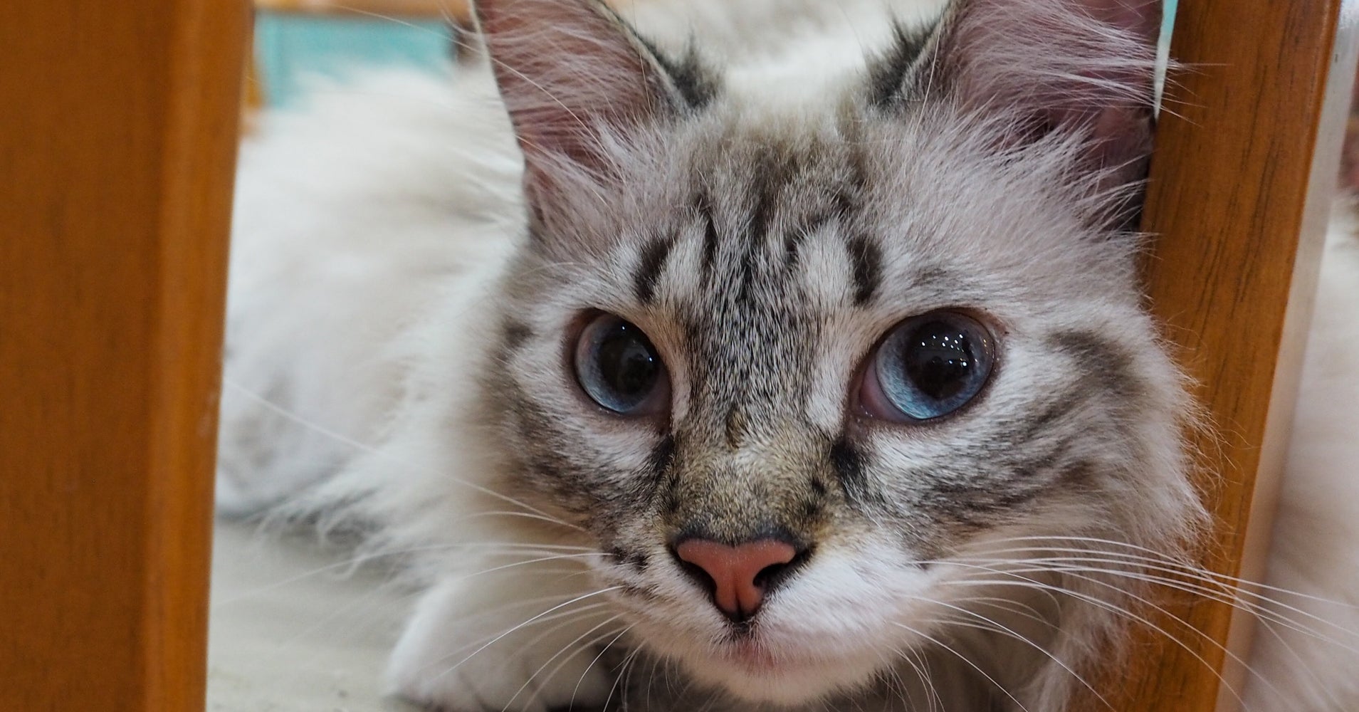 Cat Doesn't Get The Cream, But Does Get A Bag Full Of Narcotics | HuffPost