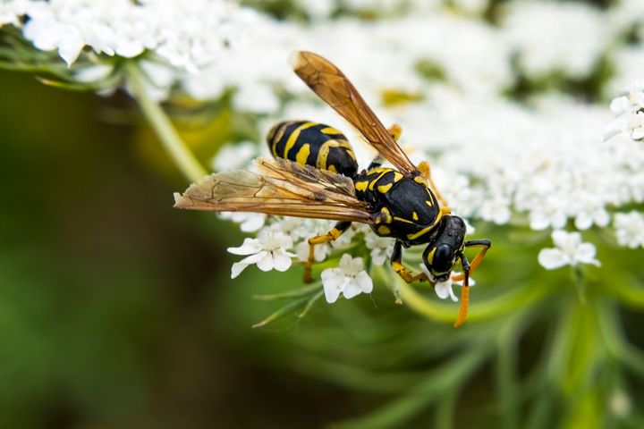 A tree wasp gathering nectar (file picture)