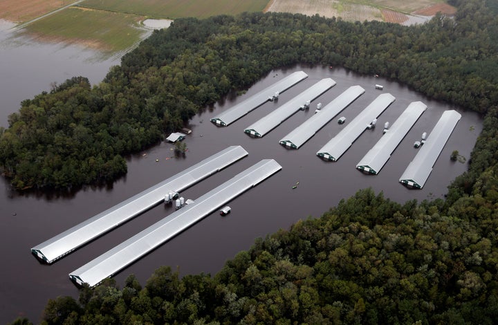 Chicken farm buildings are inundated with floodwater from Hurricane Florence near Trenton, North Carolina, Sunday, Sept. 16, 2018.