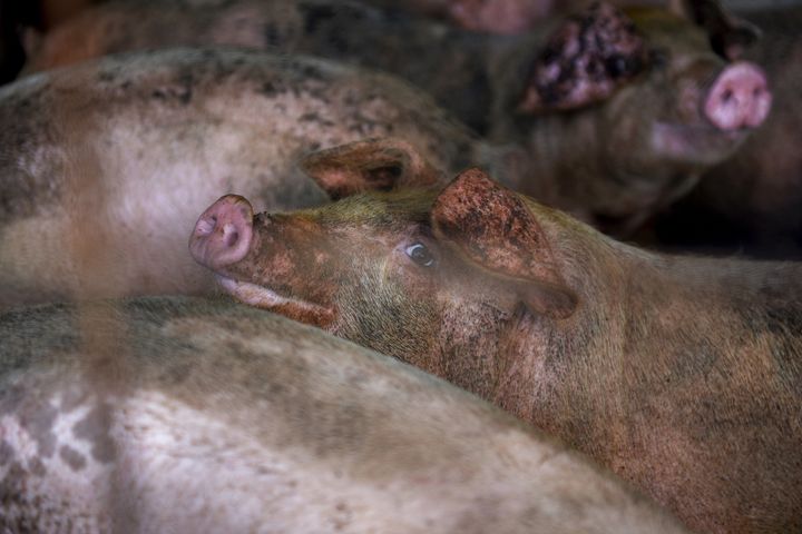 Pigs at a farm in Ayden, North Carolina, on Sept. 12.