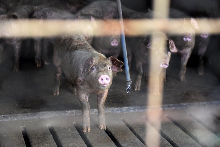 Pigs stand over the slatted floor of a barn in Ayden, North Carolina, on Sept. 12.