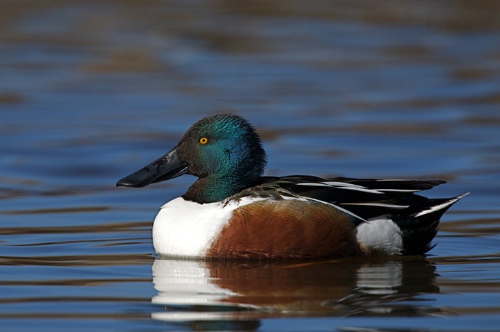 northern shoveler anas...