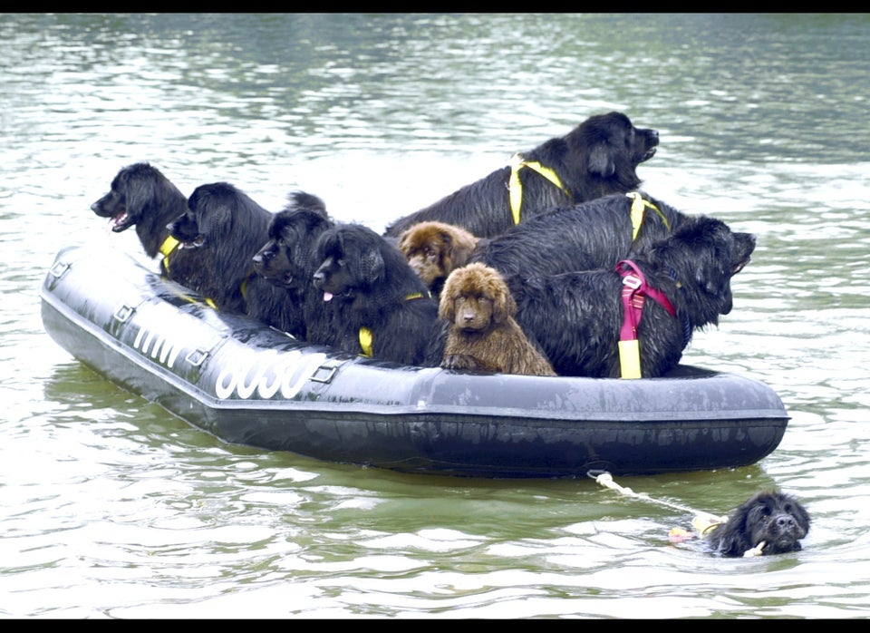  Italy Canine Lifeguards