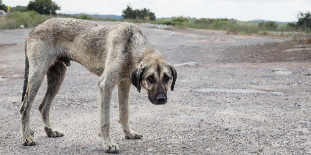 slim and hungry street dog