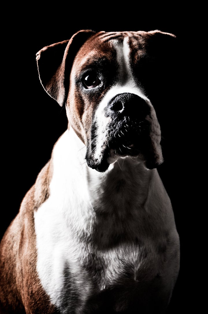 boxer dog portrait on a black...