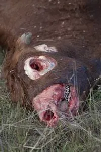 The Return of the Cattle-Mutilation Conspiracy Theory