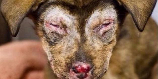 Puppy Fed Bleach Suffers Chemical Burns Huffpost