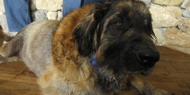 Sid, a Leonberger belonging to Jamie and Marian Harris relaxes at home, April 26, 2014l, in Aledo, Texas. He was reunited with the family after being allegedly kept for a year at Fort Worth veterinary clinic. (Richard W. Rodriguez/Fort Worth Star-Telegram/MCT via Getty Images)