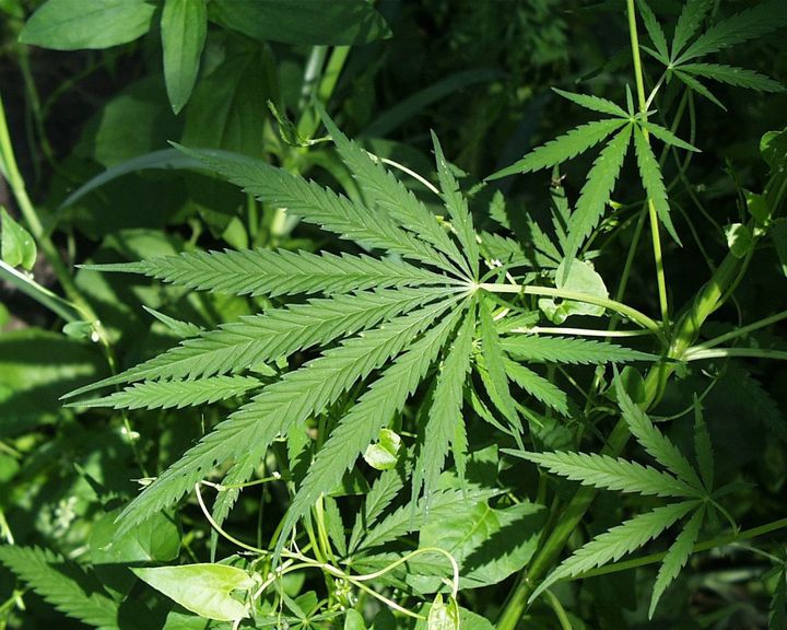 Description A photograph of hemp (Cannabis sativa L.) in Sherburne National Wildlife Refuge. A photograph of a cannabis plant. ... 