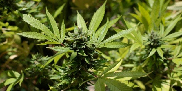 TO GO WITH AFP STORY by Desiree Martin
A picture taken on April 12, 2013 shows plants of marijuana at the plantation of the
