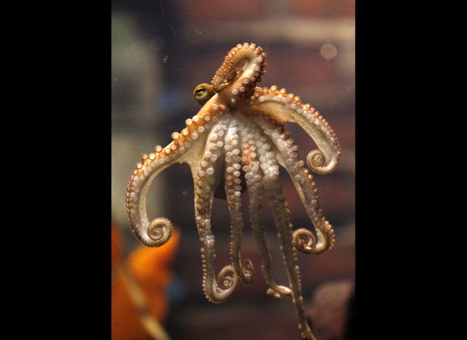 Octopuses: A Man's Greatest Fear