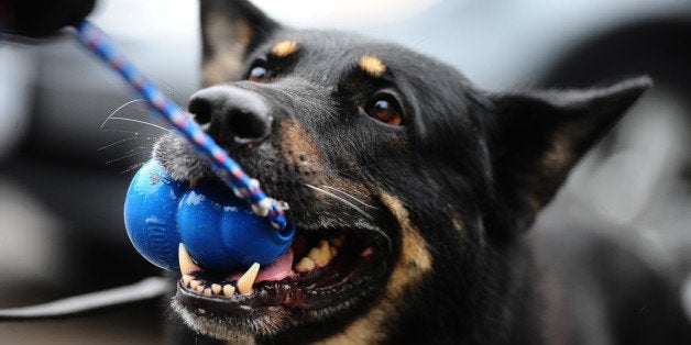 TORONTO, ON - OCTOBER 6: The Police Dog Services Unit hosted the Police Iron Dog Competition today at PDSU on Beechwood Dr in Toronto. The competition from Police Services in Ontario participated in a gruelling 4 km endurance race, pitting officer and K9 partner against the environment and the elements. (Colin McConnell/Toronto Star via Getty Images)