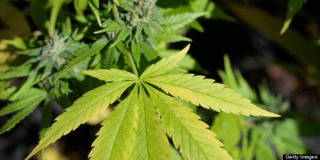 TO GO WITH AFP STORY by Desiree Martin A picture taken on April 12, 2013 shows plants of marijuana at the plantation of the S
