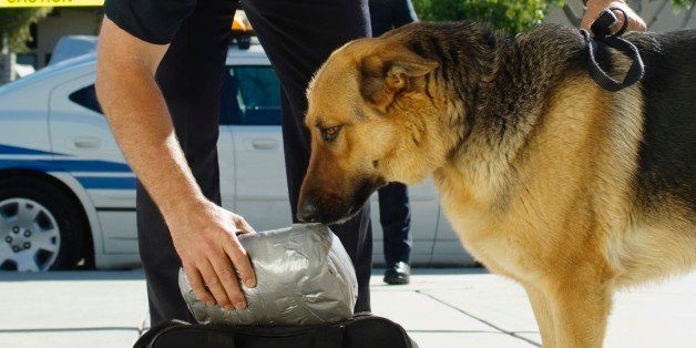 Police Dogs Can Now Sniff Out Child Porn | HuffPost