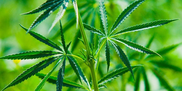 Cannabis Plant