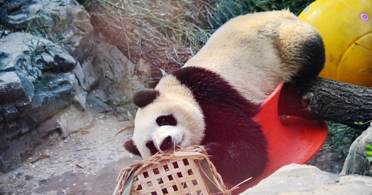 5 Cute Animal Stories To End The Week Sushi Cat And The Peekaboo