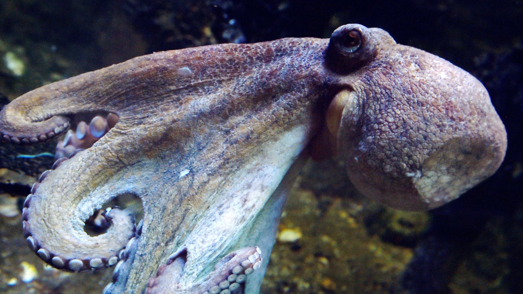 Giant Pacific octopus nears life's end at AZ aquarium