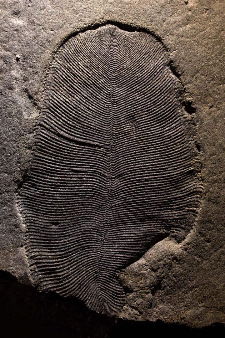 A well-preserved Dickinsonia fossil from the White Sea area of Russia.