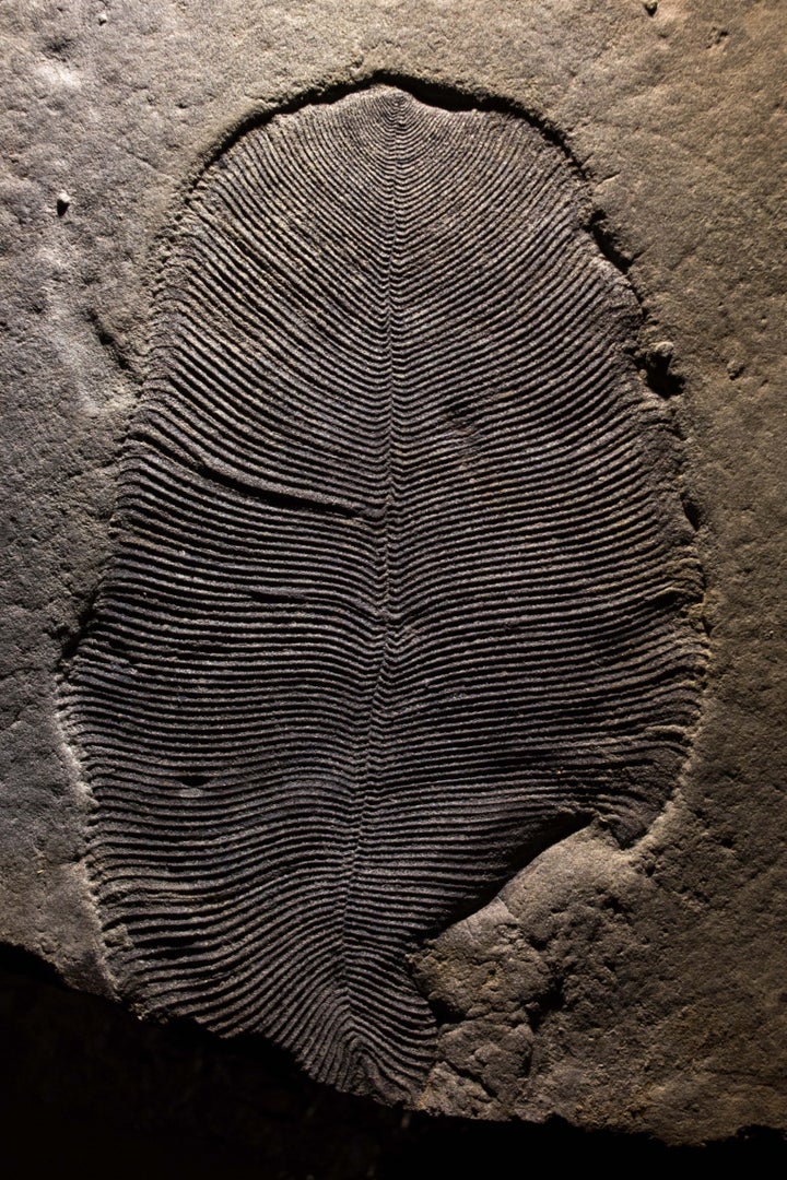 A well preserved Dickinsonia fossil from the White Sea region of Russia.