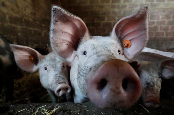 The World Health Organization has called for an end to the use of antibiotics in healthy animals.