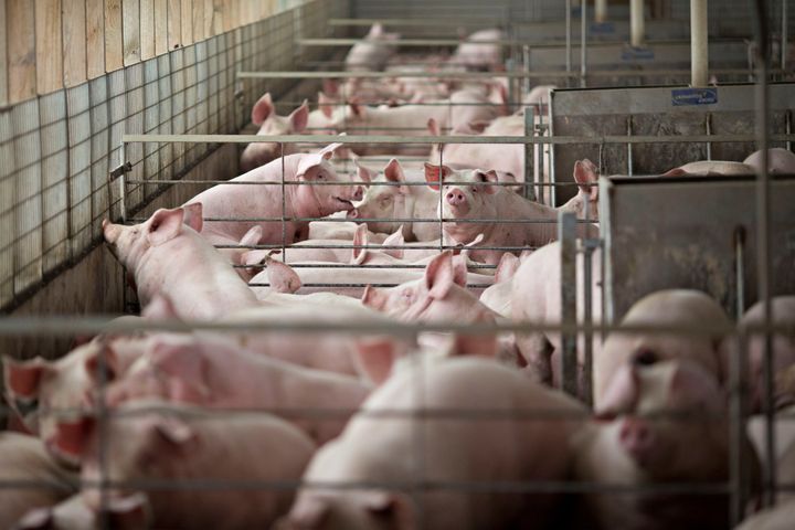 Pigs on a farm in Polo, Illinois. In the U.S., farm animals consume around 60 percent of all medically important antibiotics.