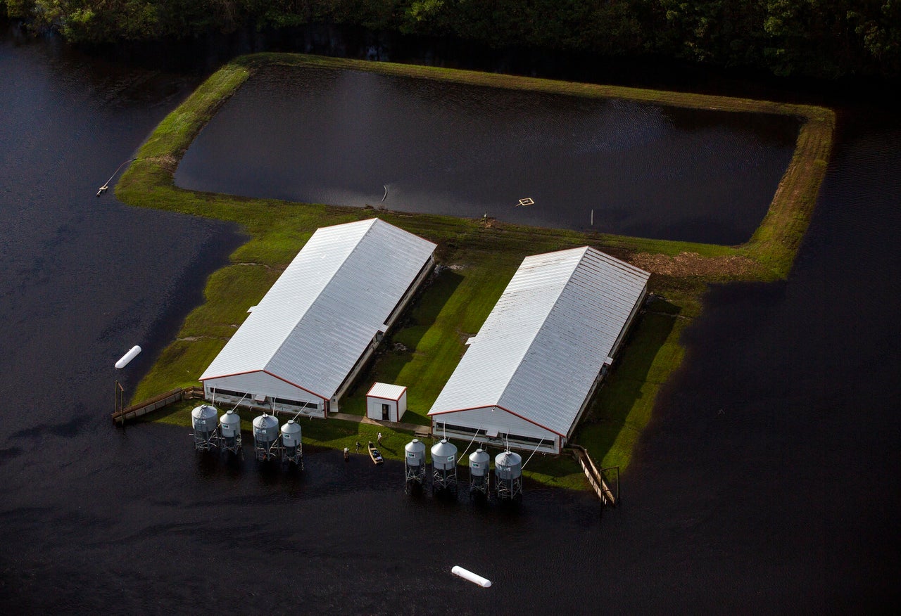 This Sept. 17, 2018, photo shows flood waters from Hurricane Florence surround two hog houses and its lagoon near Kinston, North Carolina.