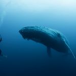 Πώς η γαλάζια φάλαινα από μικρό σε μέγεθος τετράποδο κατέληξε να γίνει το μεγαλύτερο θηλαστικό του