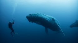 Πώς η γαλάζια φάλαινα από μικρό σε μέγεθος τετράποδο κατέληξε να γίνει το μεγαλύτερο θηλαστικό του πλανήτη