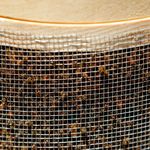 Βρετανία: Βρέθηκαν 60.000 μέλισσες σε οροφή