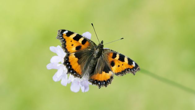 The small tortoiseshell butterfly has seen a 75 per cent decline since the 1970s