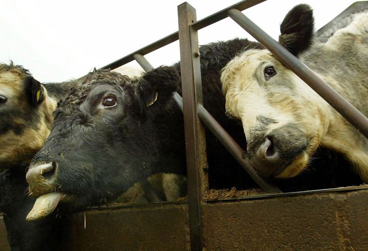 Farm animal exports would face an effective 'embargo', the NFU says