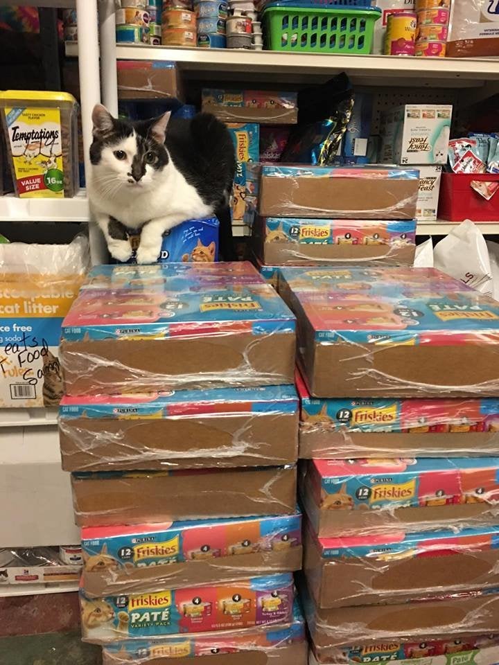 A Safe Haven cat shows off even more donations to the facility.