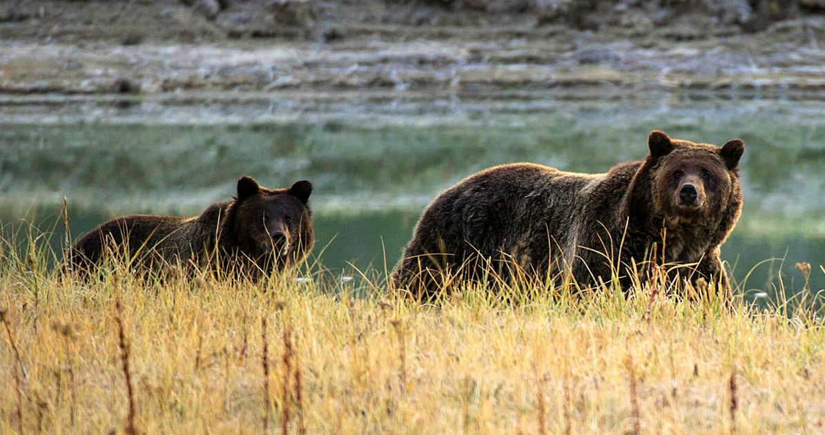 Животные заповедников и национальных парков. Йеллоустоун мультфильм про медведя. Йеллоустоун медведи с рыбой. Destroya and Hunting Yellowstone Grizzly. National Park Yellowstone знак волк.