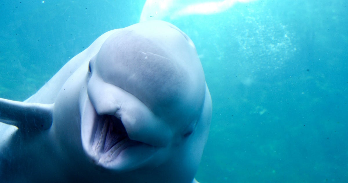 Image result for Beluga whale