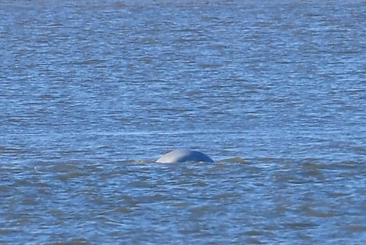 The beluga whale has been in the Thames for two days now 