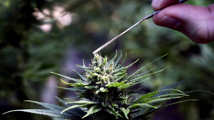 <p>A hemp plant is pollinated at the Unique Botanicals facility in Springfield, Oregon. Hemp and marijuana aren’t genetically distinct plants; their difference is the way they’re defined legally. </p>