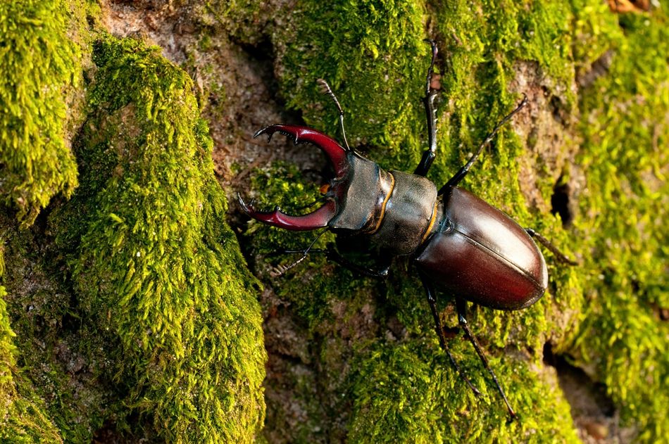 Sandhurst Station is less than an hour from Paddington by train and a 10-minute drive from J4 of the M3. If you love nature, there are no less than four nature reserves to explore along this pretty &lsquo;there and back&rsquo; walk. Rare species you may be lucky enough to see include stag beetles, glow-worms, nightjars, Dartford warblers and hobbies. You&rsquo;ll wander through woods, rare heathland, meadows, the remains of a Victorian country estate and along the river Blackwater before looping round picturesque Horseshoe Lake and returning.Sandhurst to Horseshoe Lake and Blackwater