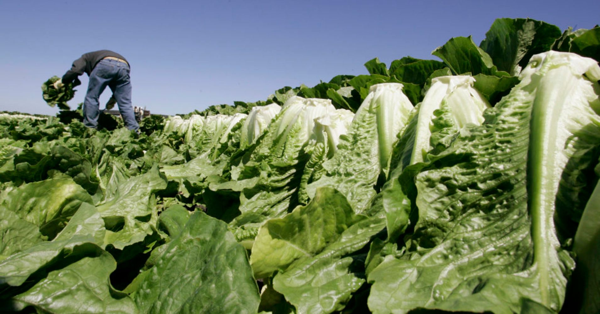 there-s-another-romaine-lettuce-recall-in-15-states-due-to-possible-e