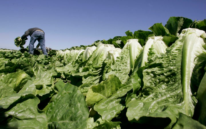 <em>A worker harvests romaine lettuce in Salinas, Calif., in August 2007. After an E. coli outbreak on spinach killed three p