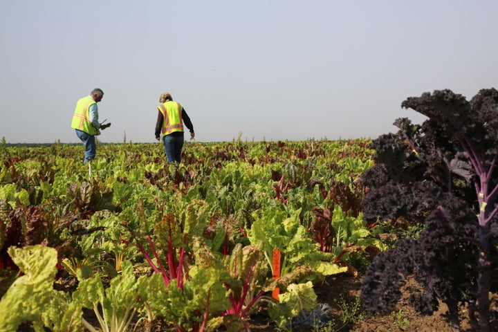 <em>Gary (left) and Kara Waugaman, food safety coordinators for Lakeside Organic Gardens, inspect rows of lettuce, kale and r
