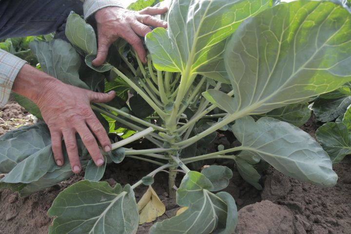 <em>Gary Waugaman shows baby Brussels sprouts on a farm near Watsonville, Calif. The farm participates in the voluntary Calif