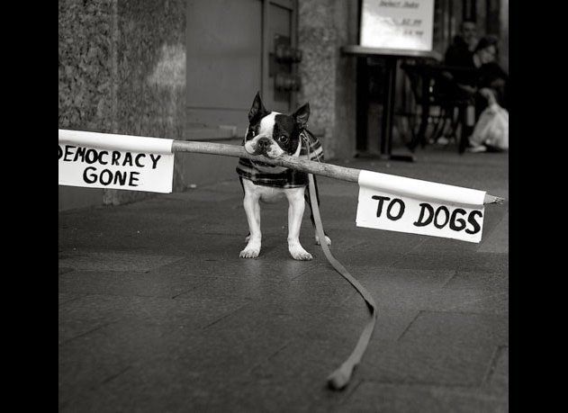 Democracy Gone to Dogs