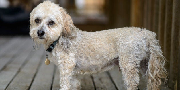 The Havanese, a breed of Bichon type, is the national dog of Cuba, developed from the now extinct Blanquito de la Habana (little white dog of Havana). The Blanquito descended from the also now extinct Bichon Tenerife. It is believed that the Blanquito was eventually cross-bred with other Bichon types, including the Poodle, to create what is now known as the Havanese. Sometimes referred to as Havana Silk Dogs, this was originally another name for the Blanquito de la Habana.