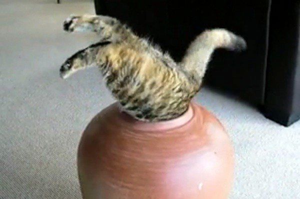 9 Fat Cats Getting Stuck In Things Video Huffpost - 