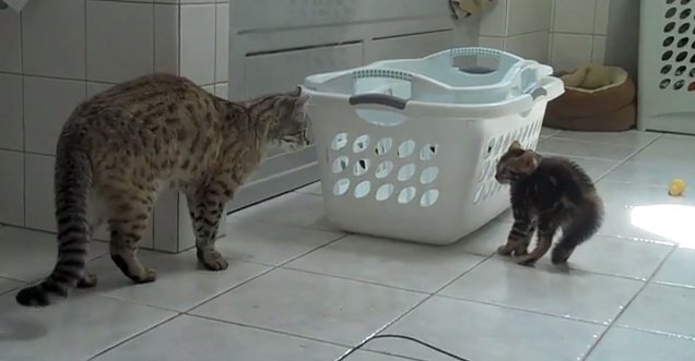 cat having kittens the first time